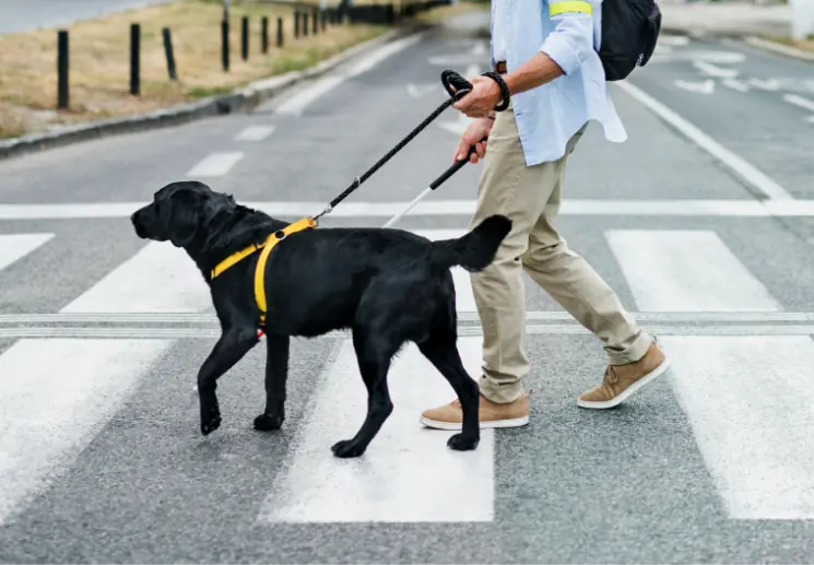 Walking dog across crosswalk